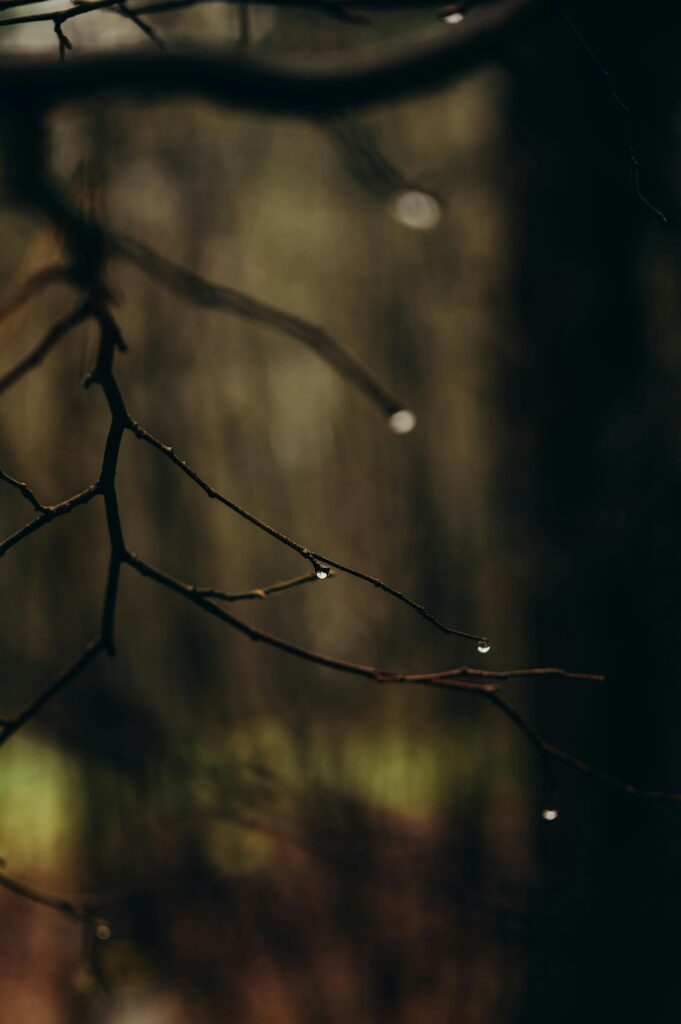 pexels liana tril 86841229 35200413